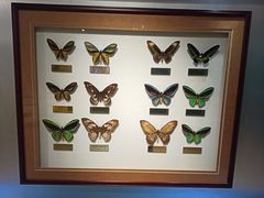 -上海昆虫博物馆