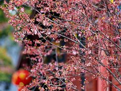 -青羊宫