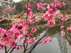 -无锡梅园公园