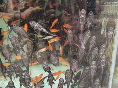 -华声天桥民俗文化园