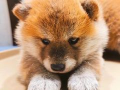-逗柴咖啡屋·狗咖猫咖宠物桌游