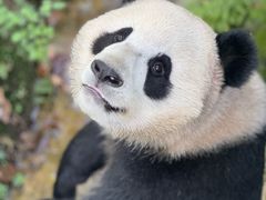 -都江堰中华大熊猫苑