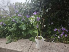 -上海大学(宝山校区)