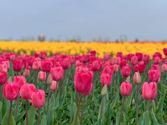 -荷兰花海