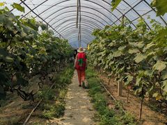 -马陆小张葡萄园农家乐