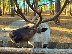 -北极村旅游风景区