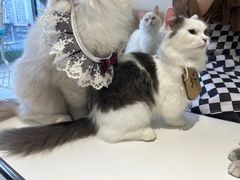 -怪兽屋·羊驼·猫咖·狗咖(俊华广场店)