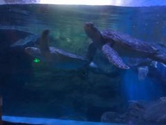 -烟台海昌鲸鲨海洋公园