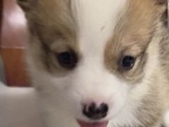 -瑞派康怡24h宠物医院·犬猫医疗中心·微创绝育(瑞景分院)