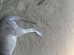 -费瑟代尔野生动物园