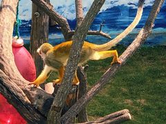 -西霞口神雕山野生动物世界