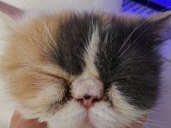 -平行世界·猫咖(首经贸店)