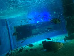 -北戴河圣蓝海洋公园