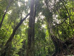 -西双版纳原始森林公园