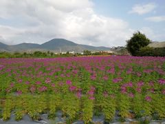 -亚龙湾国际玫瑰谷
