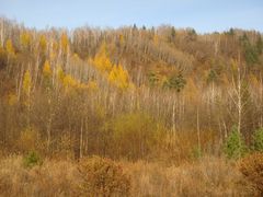 -五营红松林海景区