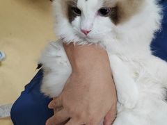 -瑞派·关忠动物医院·猫专科·犬专科(三环新城店)