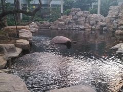 锦鲤池-龙达温泉生态城