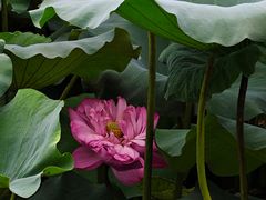 -荔湾湖公园