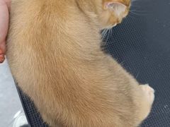 -爱洗澡的猫(天河路店)