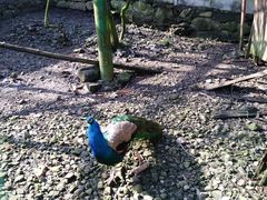 -藏龙百瀑风景区