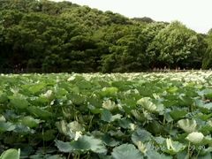 -普陀山风景区-佛顶山