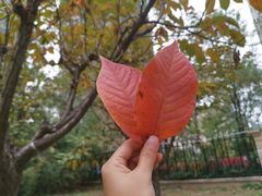 -大雁塔北广场音乐喷泉