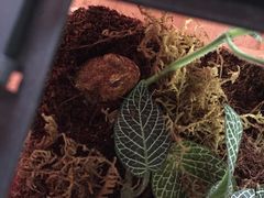 -Rabbit Cafe私房西餐甜点咖啡(栖霞路店)