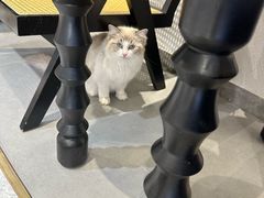 -琪喵猫屋·撸猫猫咖·猫舍