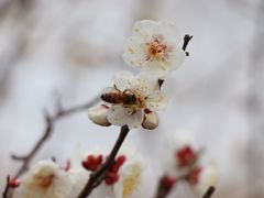 -顾村公园