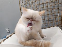 -Heymao猫咖.咖啡厅(东门店)