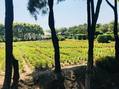 -广东花都香草世界旅游度假区