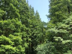 -东平国家森林公园