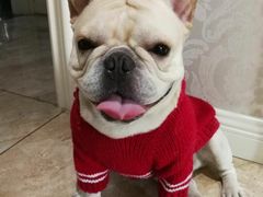 -爱宠屋pet shop·宠物洗澡·宠物美容