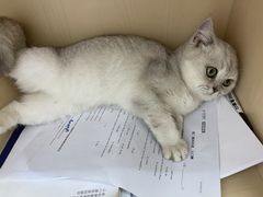 -1013 PET SHOP精品宠物商店(丁香店)