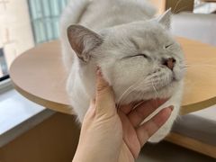 -鼓捣猫呢主题猫咖店