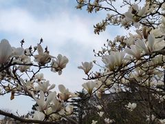 -观象山公园