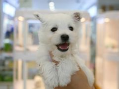 -翊宠yipet猫狗购宠庄园