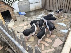 -HERRE·FARM 赫尔露营农场·团建聚会包场