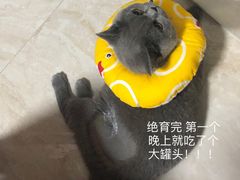 -瑞派康怡24h宠物医院·犬猫医疗中心·微创绝育(瑞景分院)
