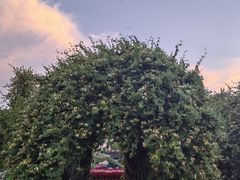 -上海杨姆庄园