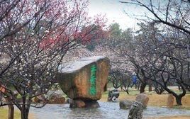 -香雪海