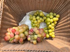 -马陆小张葡萄园农家乐