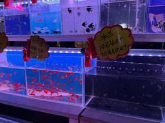 -中环花鸟鱼虫市场