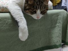 -纳吉亚猫专科动物诊疗中心(蒋宅口分院)