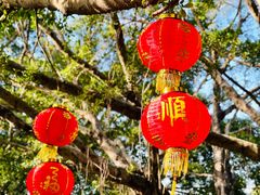 -深圳仙湖植物园