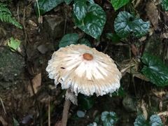 -祁门牯牛降观音堂风景区