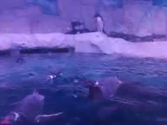 -暹罗海洋世界