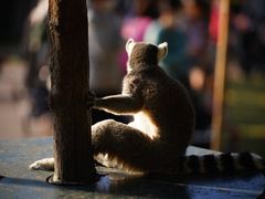 -上海野生动物园