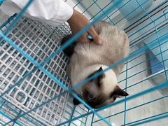 -乖乖乐动物医院(小汤山分院)